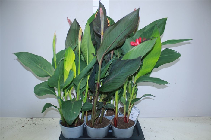 <h4>Canna Cannova Gemengd</h4>