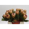 Protea Grandicolor