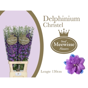 Delph  Du Christel