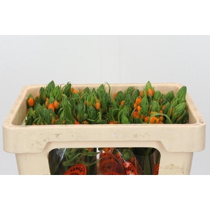 Ornithogalum Dubium Sunshine