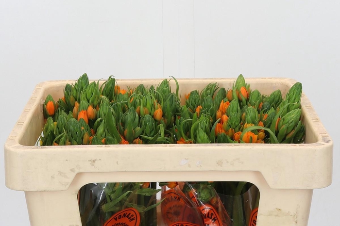 <h4>Ornithogalum Dubium Sunshine</h4>