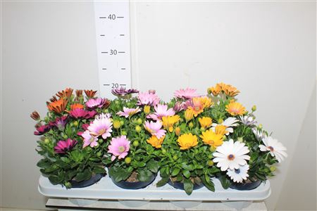 <h4>Osteo 8 Kl 12cm Pot</h4>