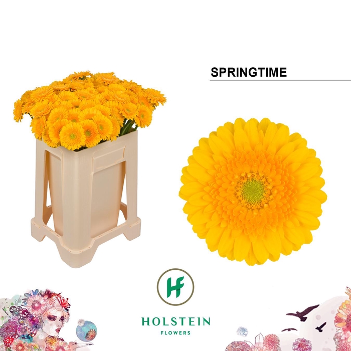 <h4>Germini Springtime Water</h4>