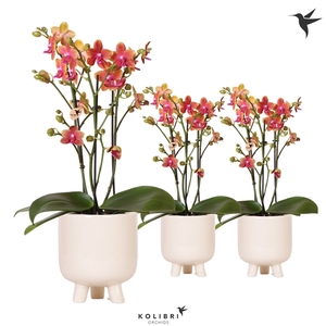 Kolibri Orchids Phalaenopsis Fragrance in gummy travertine