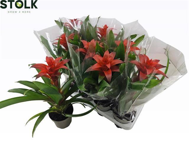 <h4>GUZM AMORETTO</h4>