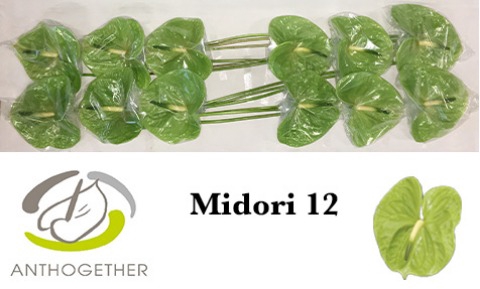 ANTH A MIDORI 12