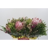BQ Protea Cynaroides SFB