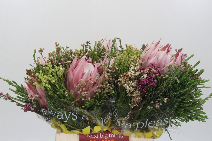 BQ Protea Cynaroides SFB