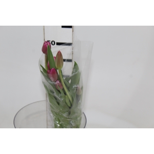 TULIPA ROSA CLARO COM BULBOS