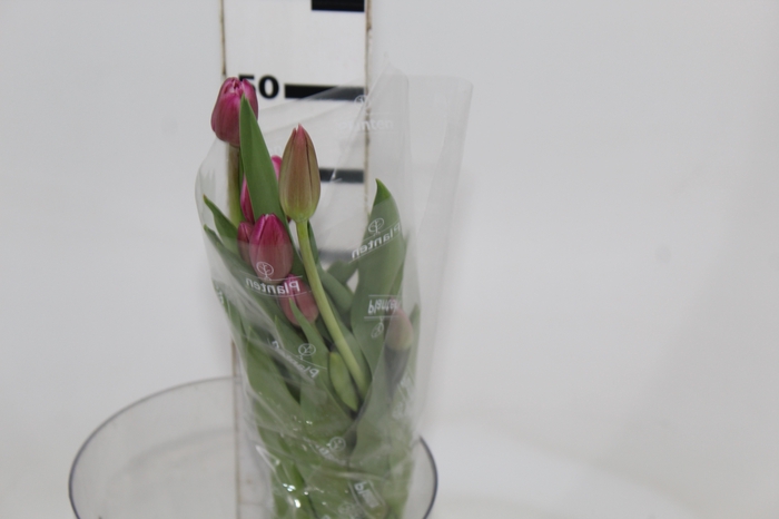 <h4>TULIPA ROSA CLARO COM BULBOS</h4>