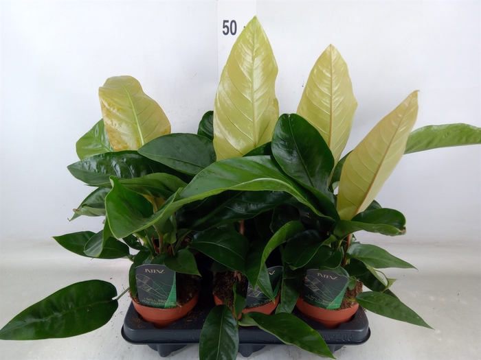 <h4>Planten  ..mix</h4>