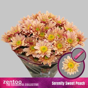 Chrysanthemum Indicum Grp tros Serenity Sweet Peach