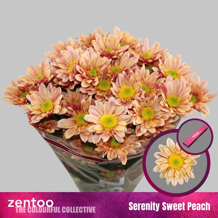 <h4>Chrysanthemum Indicum Grp tros Serenity Sweet Peach</h4>