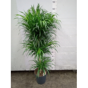 Dracaena refl. 'Anita'