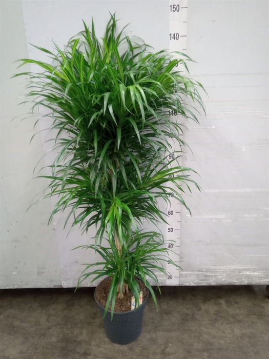 <h4>Dracaena refl. 'Anita'</h4>