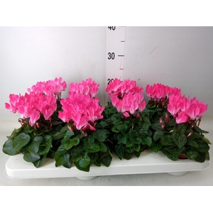 Cyclamen KL 'Compact'