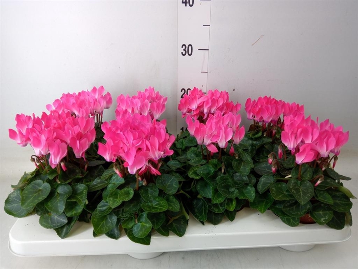 <h4>Cyclamen KL 'Compact'</h4>