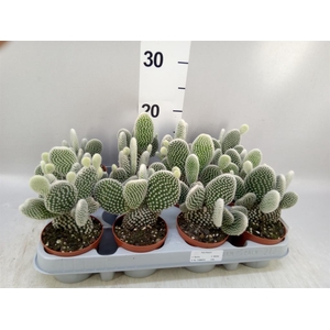 Opuntia microdasys 'Albispina'