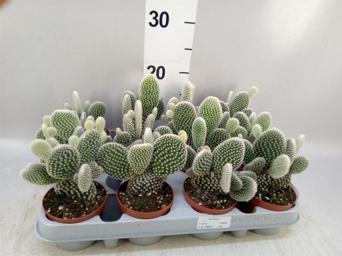 <h4>Opuntia microdasys 'Albispina'</h4>