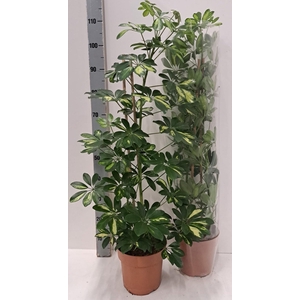 SCHEF AR GOLD CAPELL