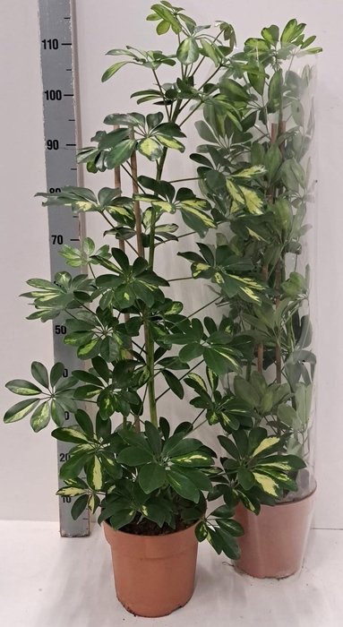 <h4>SCHEF AR GOLD CAPELL</h4>