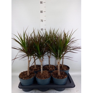 Dracaena marg. 'Magenta'