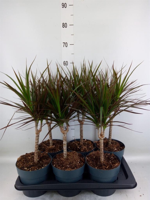 <h4>Dracaena marg. 'Magenta'</h4>