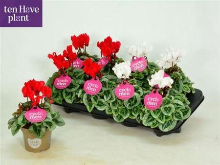 Cycl Kl Sup Picasso Red & White