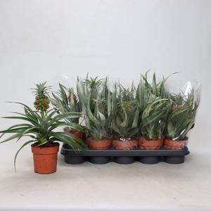 ANANAS OV