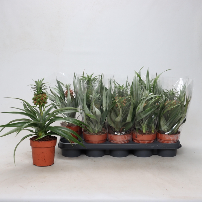 <h4>ANANAS OV</h4>