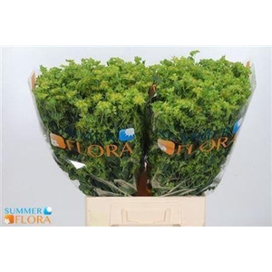 Bupleurum Rotundifol