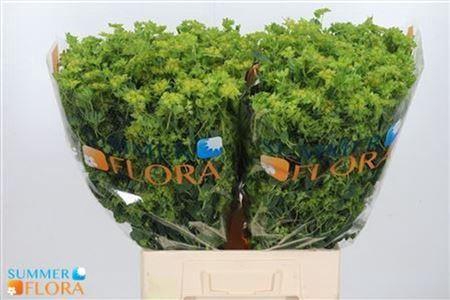 <h4>Bupleurum Rotundifol</h4>