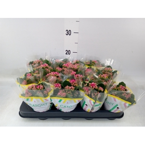 Kalanchoe blos. 'Garbo lilac'