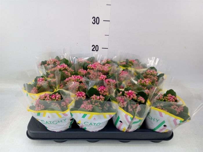 <h4>Kalanchoe blos. 'Garbo lilac'</h4>