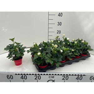 Helleborus nig. Christmas Carol