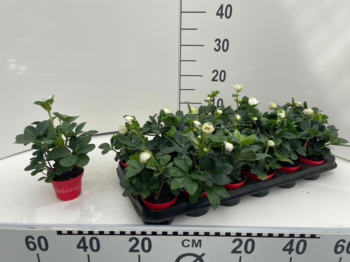 <h4>Helleborus nig. Christmas Carol</h4>