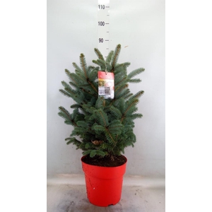Picea pungens 'Super Blue'