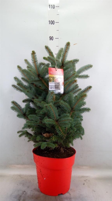 <h4>Picea pungens 'Super Blue'</h4>