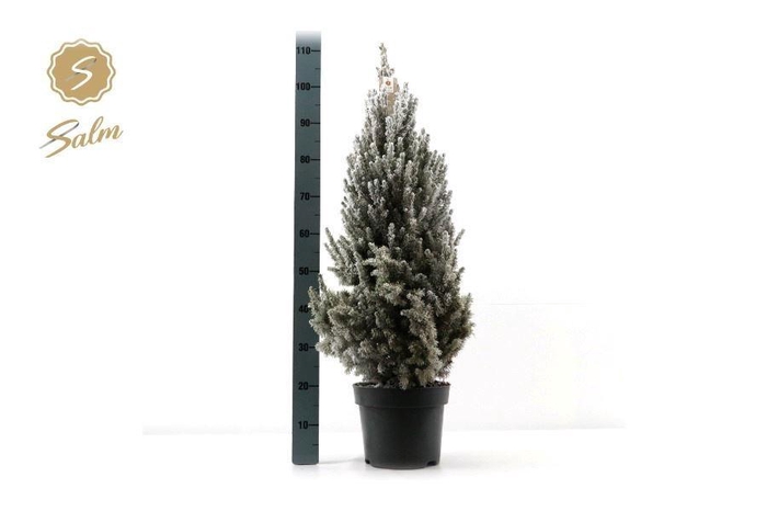 <h4>PICEA GL DECEMBER</h4>