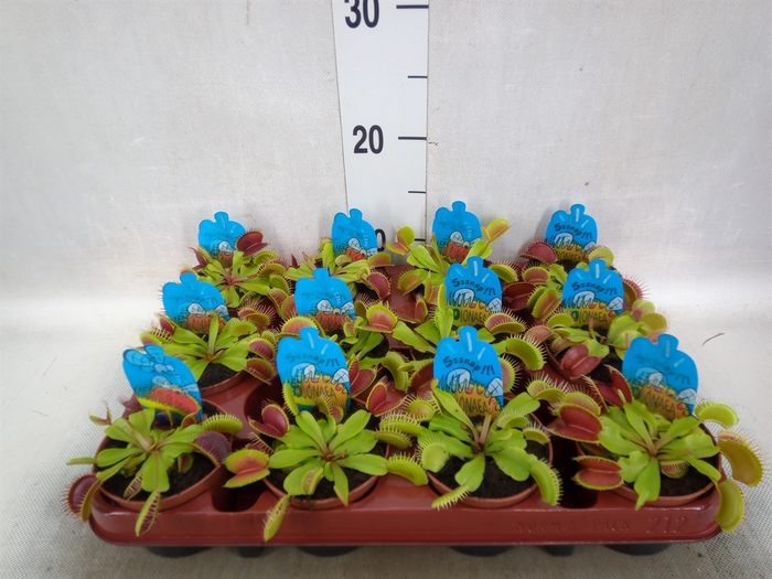 Dionaea muscipula