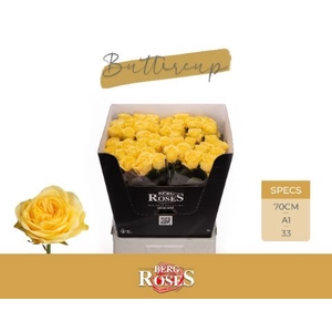 Rosa GR 'Buttercup'