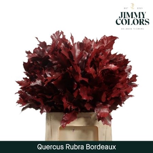 Querc Rubra Rood 60 Cm