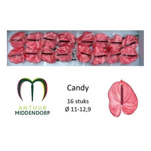ANTH A CANDY