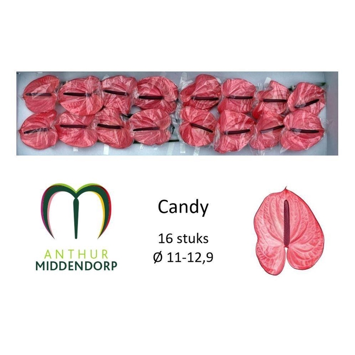 <h4>Anth A Candy</h4>