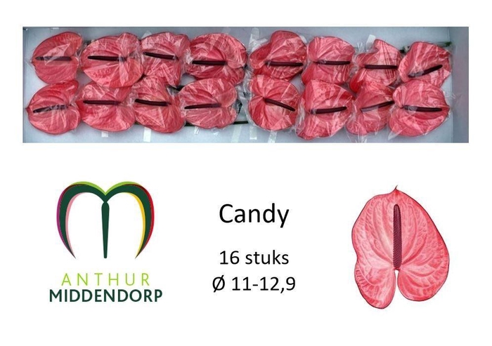 <h4>Anth A Candy</h4>