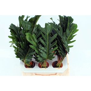 Philodendron Xanadu