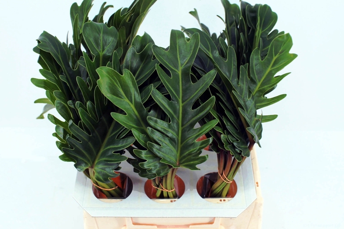 <h4>Philodendron Xanadu</h4>