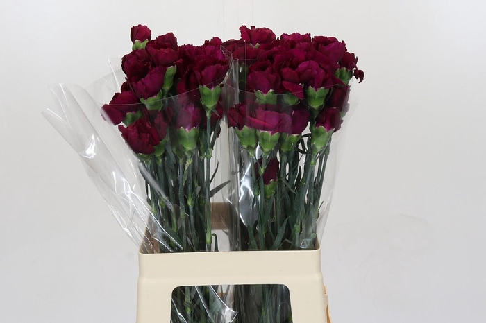 <h4>Dianthus St Purple Damascus</h4>