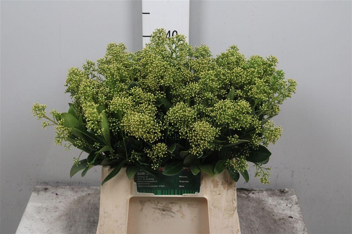 <h4>Skim J Finchy Bs</h4>