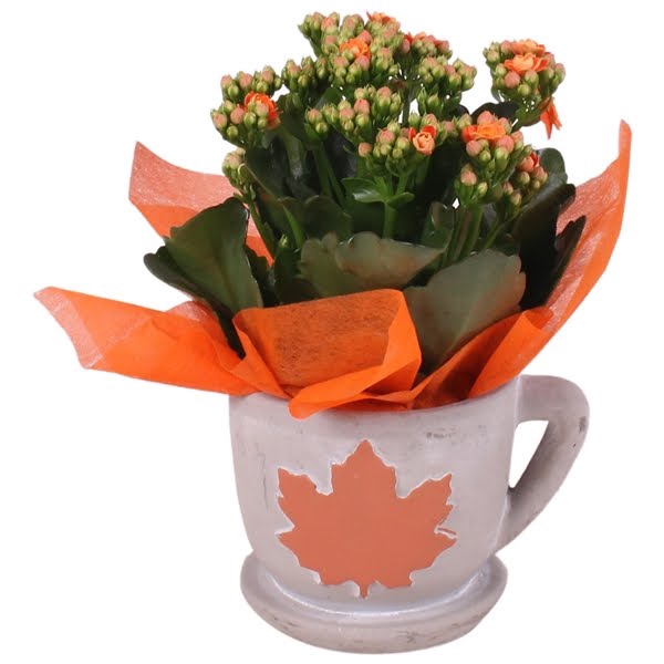 <h4>Autumn Arr. Indoor Concrete Cup with leaf Ø12cm 1PP</h4>